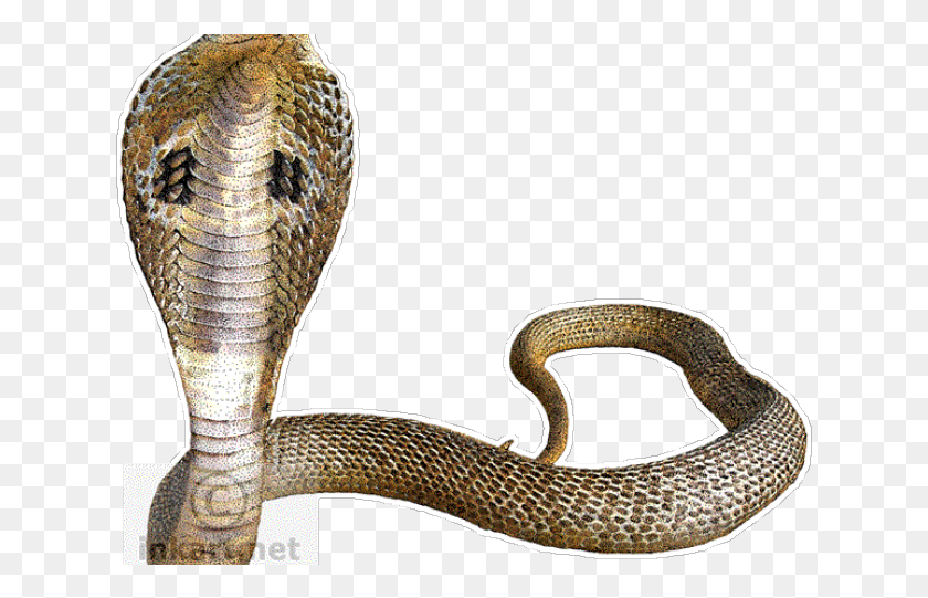 631x481 Snek Photo, Snake, Reptile, Animal HD PNG Download