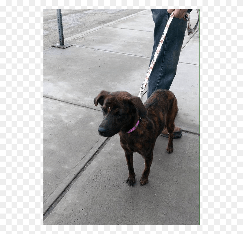 541x751 Snickers Is A Shy Girl That Needs Some Tlc And Would Treeing Tennessee Brindle, Strap, Dog, Pet HD PNG Download
