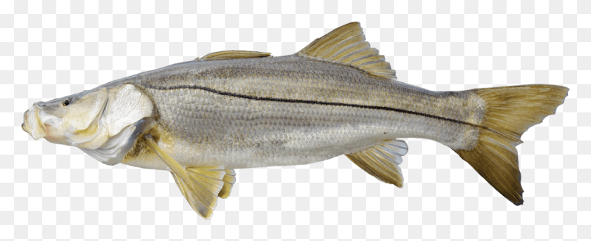 1118x407 Snook Striper Bass, Fish, Animal, Sea Life HD PNG Download
