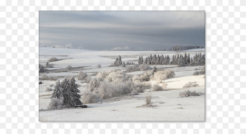 587x398 Snow, Tree, Plant, Fir HD PNG Download