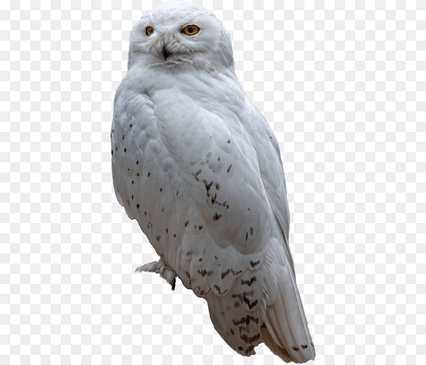 405x720 Snow Animal, Bird, Owl Clipart PNG