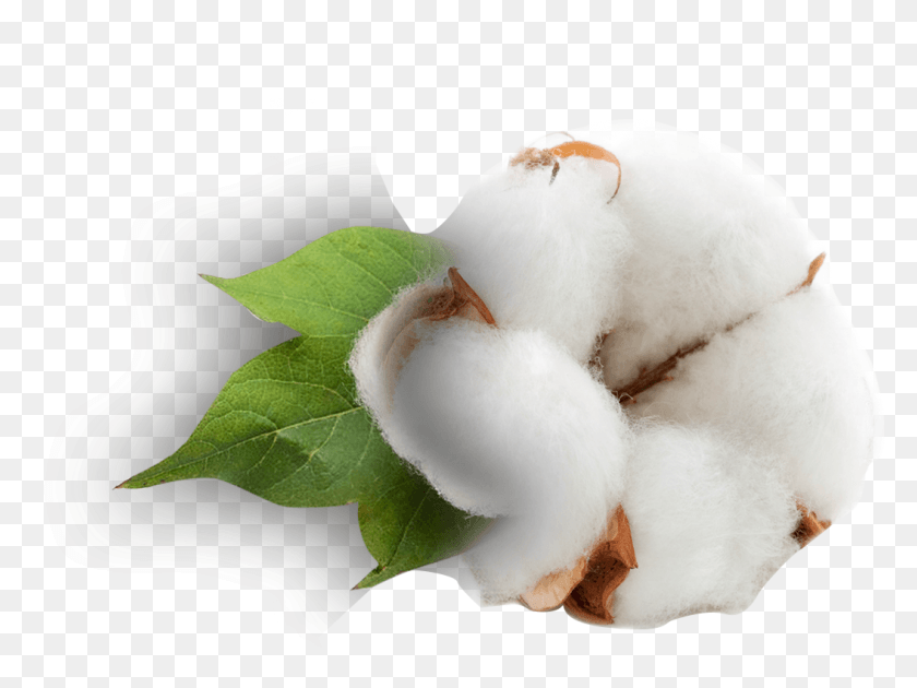 1055x771 Snow, Cotton, Bird, Animal HD PNG Download