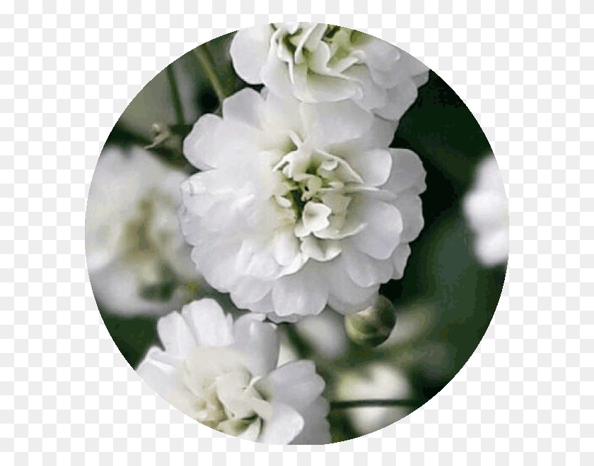 600x600 Снежный Шар Японская Камелия, Растение, Цветок, Цветение Hd Png Скачать