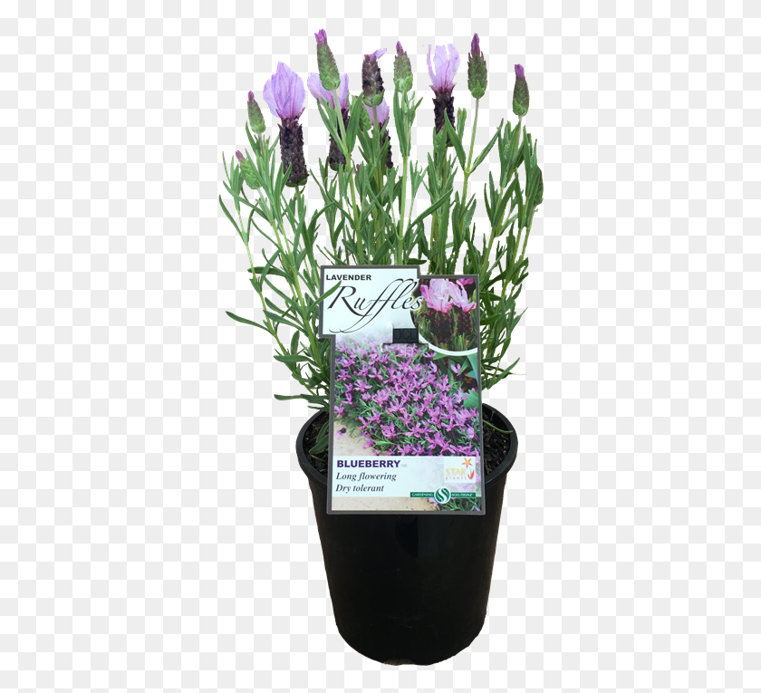360x705 Snow Crocus, Plant, Flower, Blossom HD PNG Download