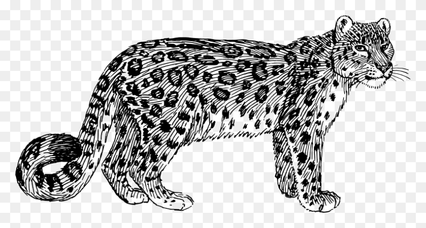 792x397 Snow Leopard Clipart Black And White, Gray, World Of Warcraft HD PNG Download