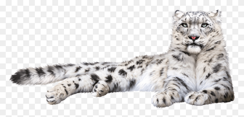 1204x535 Snow Leopard Felidae Cat Whiskers Transparent Background Snow Leopard Transparent, Tiger, Wildlife, Mammal HD PNG Download