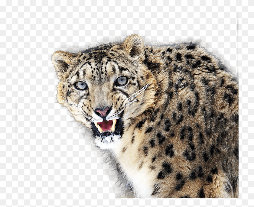 738x625 Snow Leopard Leopard, Panther, Wildlife, Mammal HD PNG Download