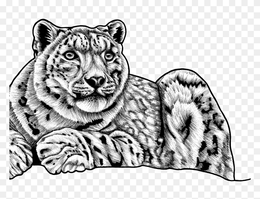 5789x4336 Snow Leopard Sketch Of Snow Leopard Png / Leopardo De Las Nieves Hd Png