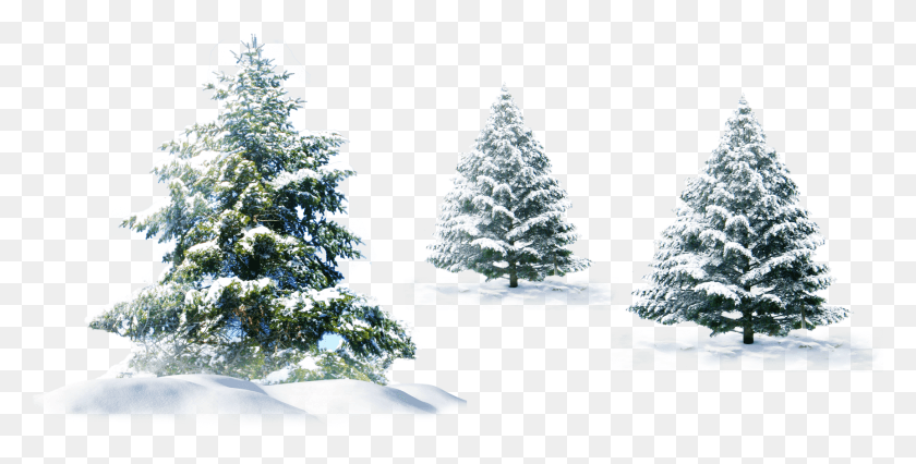 1726x812 Descargar Png Snow Pine Facebook Feliz Navidad Perfil, Árbol, Planta, Abeto Hd Png