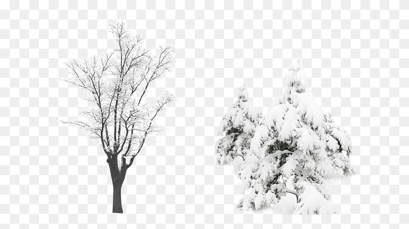 641x411 Снежное Дерево Компьютерный Файл Снег, Природа, Растения, На Открытом Воздухе Hd Png Скачать
