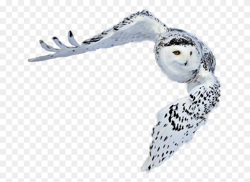 651x552 Snowy Owl In Flight Thomas Oklahoma Greenland Animals Pictures With Names, Bird, Animal, Beak HD PNG Download
