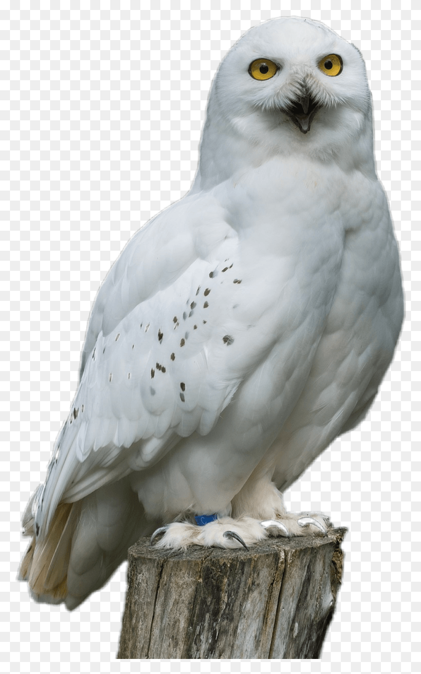 1024x1686 Snowy Owl Owl, Bird, Animal, Grouse HD PNG Download