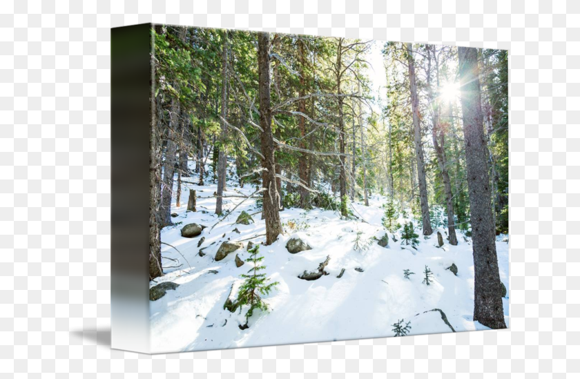 650x489 Snowy Wilderness Playground By James Bo Insogna Snow, Vegetation, Plant, Tree HD PNG Download