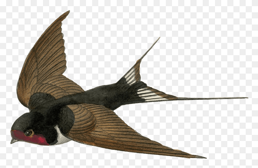 1326x831 Soap Swallow Bird Meaning, Animal, Swordfish, Sea Life Descargar Hd Png