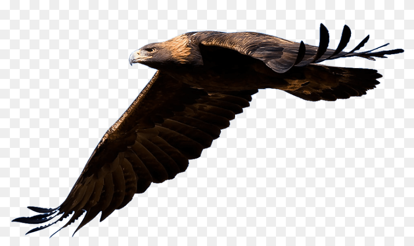 Soaring Eagle Silhouette Clip Art Image Information, Animal, Bird, Vulture, Kite Bird Transparent PNG
