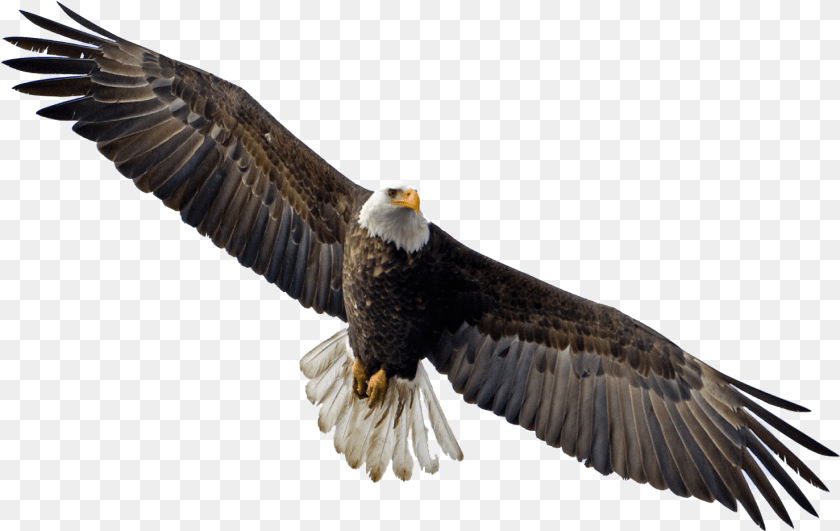 Soaring Eagle Soaring Eagle, Animal, Bird, Bald Eagle, Flying PNG