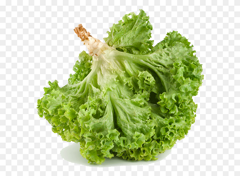 590x557 Soft Lettuce Romaine Lettuce, Plant, Vegetable, Food HD PNG Download