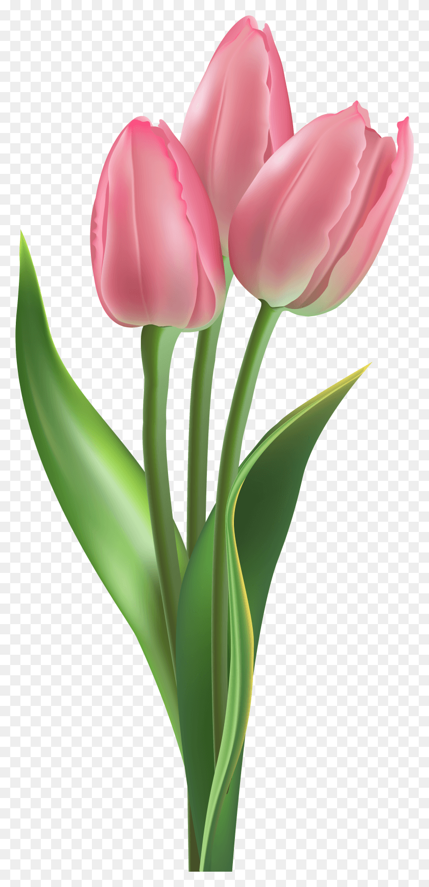 2329x5001 Нежные Розовые Тюльпаны Клипарт Изображение Мягкие Розовые Розовые Тюльпаны, Растение, Цветок, Цветение Hd Png Скачать