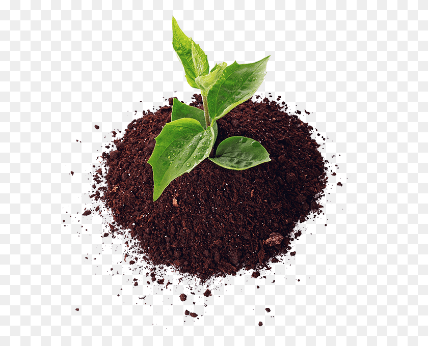 600x620 Soil Image, Plant, Sprout, Christmas Tree HD PNG Download