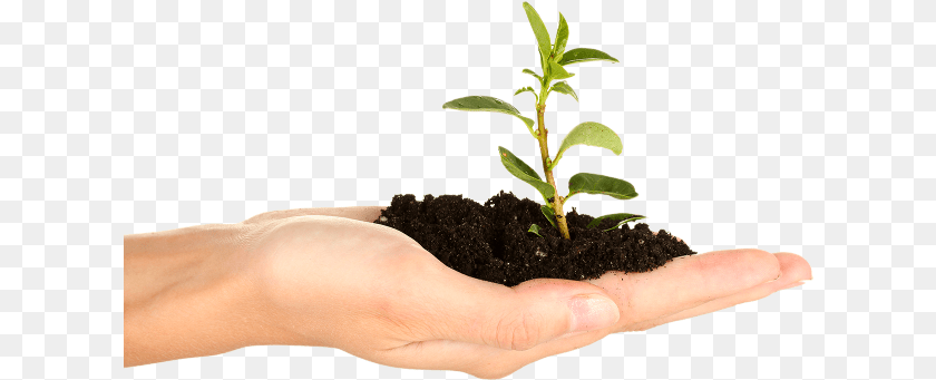 620x341 Soil In Hand Plant Hand, Planting, Person, Leaf, Baby Clipart PNG