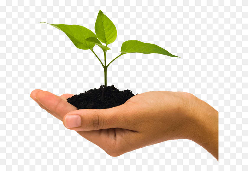 640x520 Почва В Руке Растение В Руке, Человек, Человек, Лист Hd Png Скачать