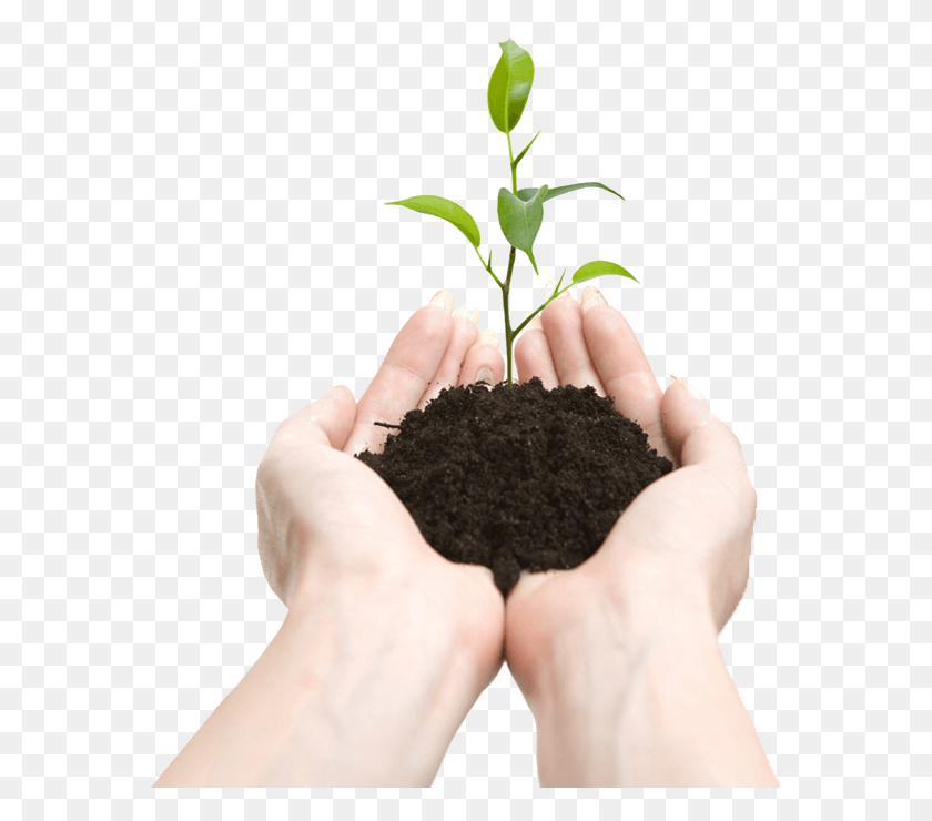 575x680 Soil In Hands Plant In Hands, Person, Human, Leaf HD PNG Download
