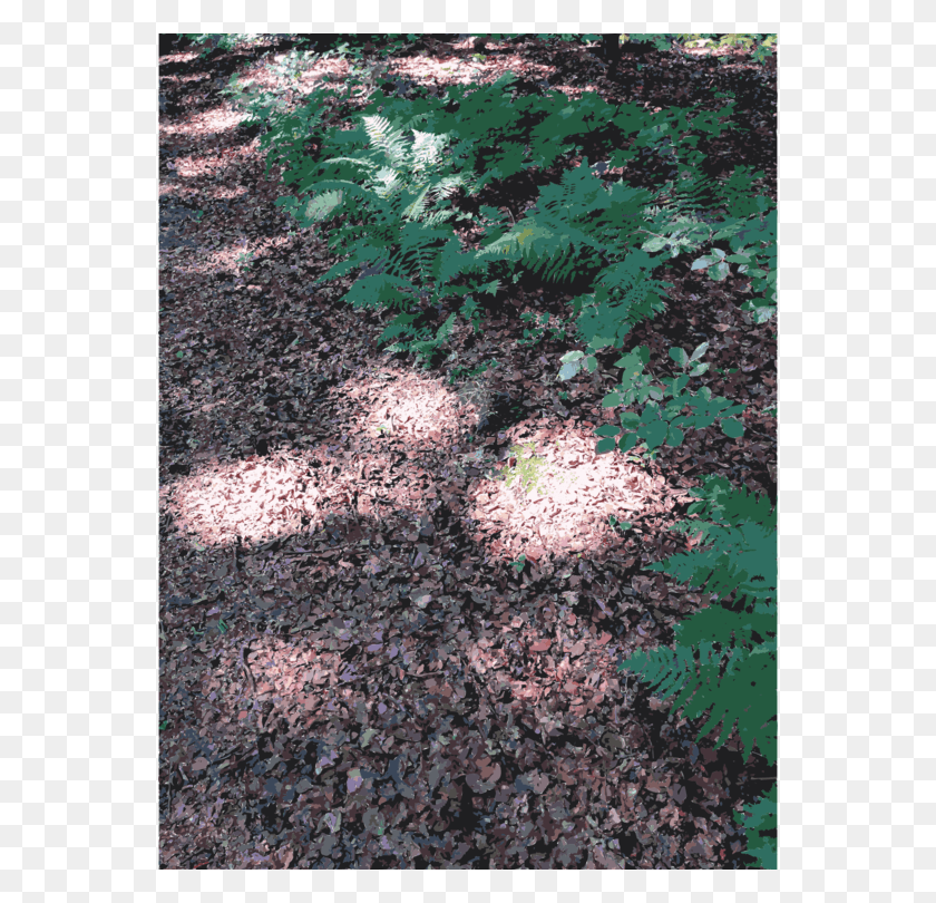 556x750 Soil Leaf Lawn Groundcover Tree, Ground, Plant, Road Descargar Hd Png