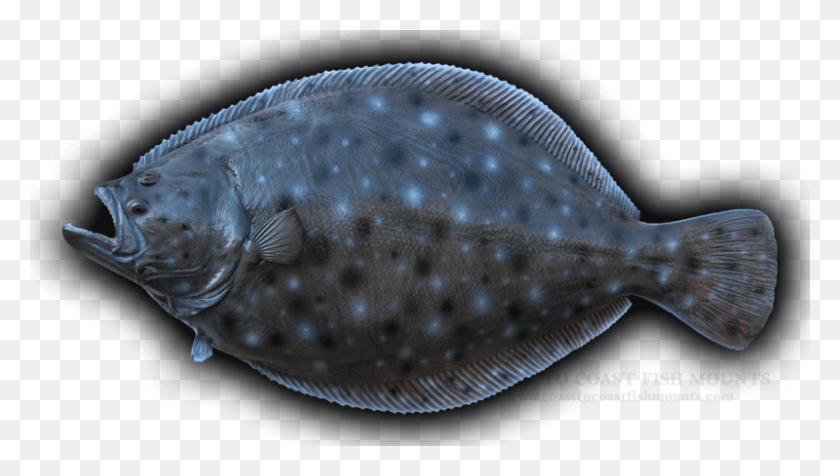 800x427 Sole, Fish, Animal, Halibut HD PNG Download
