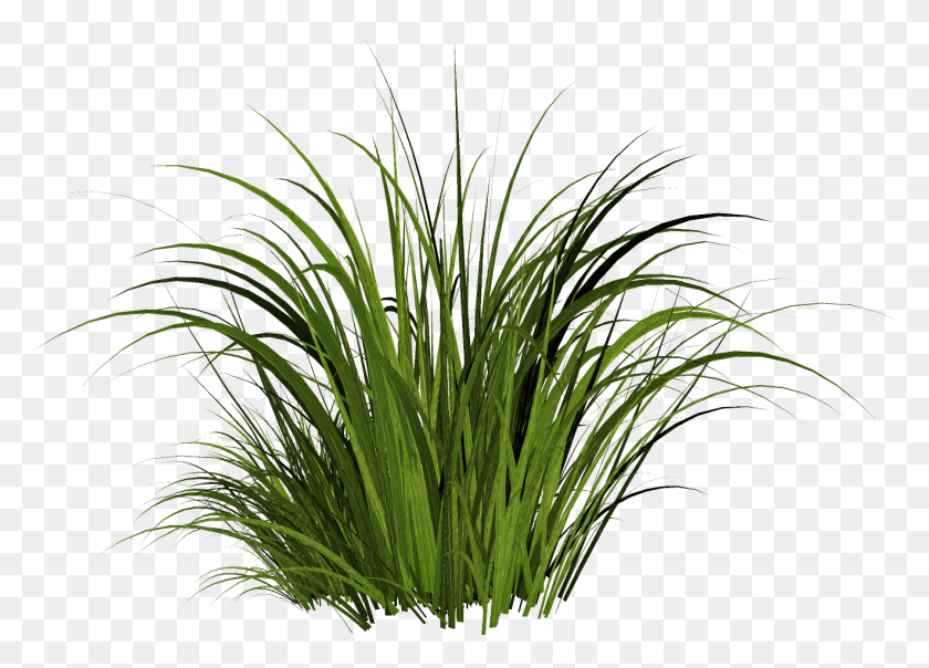 1321x922 Solved The Material Transparent Background Cartoon Grass, Plant, Bush, Vegetation HD PNG Download