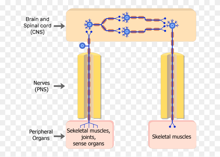 661x541 Соматическая Нервная Система Сенсорный Нейрон, График, Диаграмма, Лопата Png Скачать