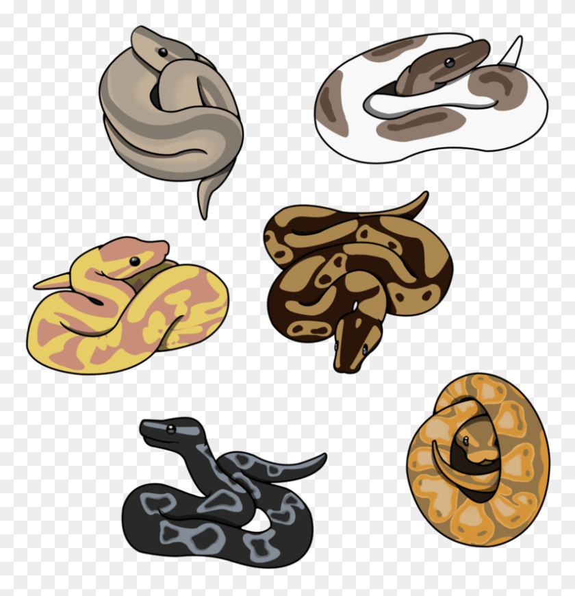 792x823 Some Cute Little Ball Pythons Available On Redbubble Ball Python Cute Drawing, Animal, Reptile, Mouse HD PNG Download