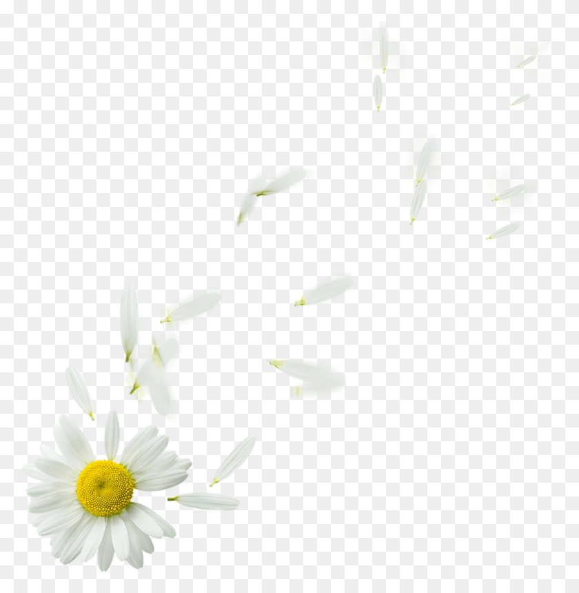 1149x1179 Some Flower39s Effect39s Camomile, Plant, Bird, Animal HD PNG Download