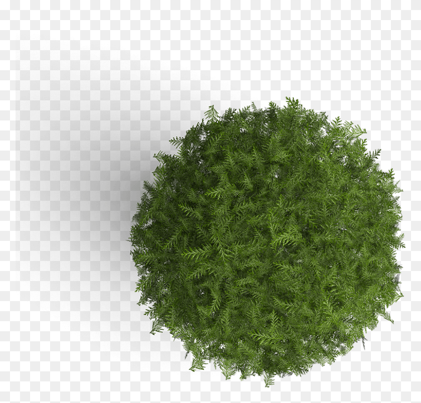 801x764 Some Of Our Clients Tree, Bush, Vegetation, Plant HD PNG Download