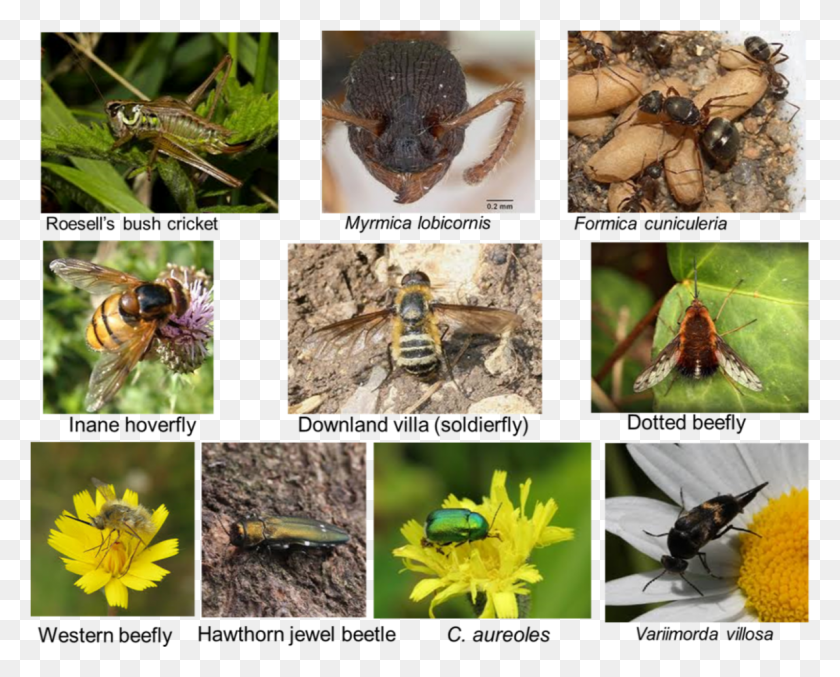 1194x946 Some Of The Rarer Insect Hornet, Collage, Poster, Advertisement HD PNG Download