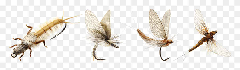 1150x275 Son Match39n Catch J Son Fly, Insect, Invertebrate, Animal HD PNG Download
