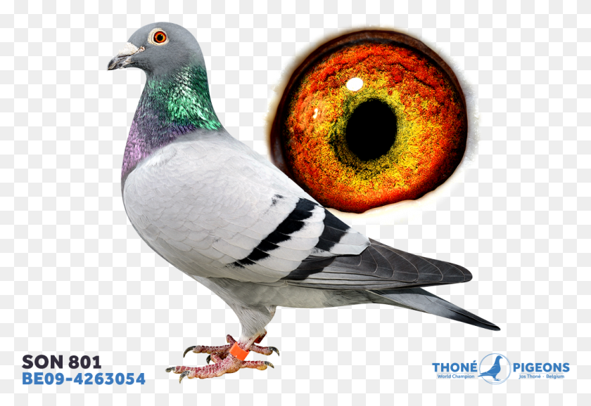 1057x703 Son Stock Dove, Bird, Animal, Pigeon HD PNG Download