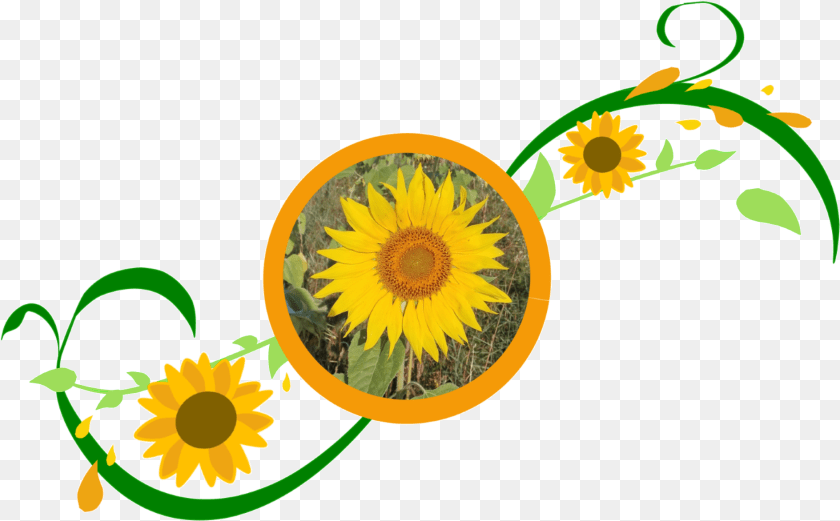 1889x1172 Sonnenblumemitranke Sunflower Full Size Fresh, Flower, Plant, Machine, Wheel Clipart PNG