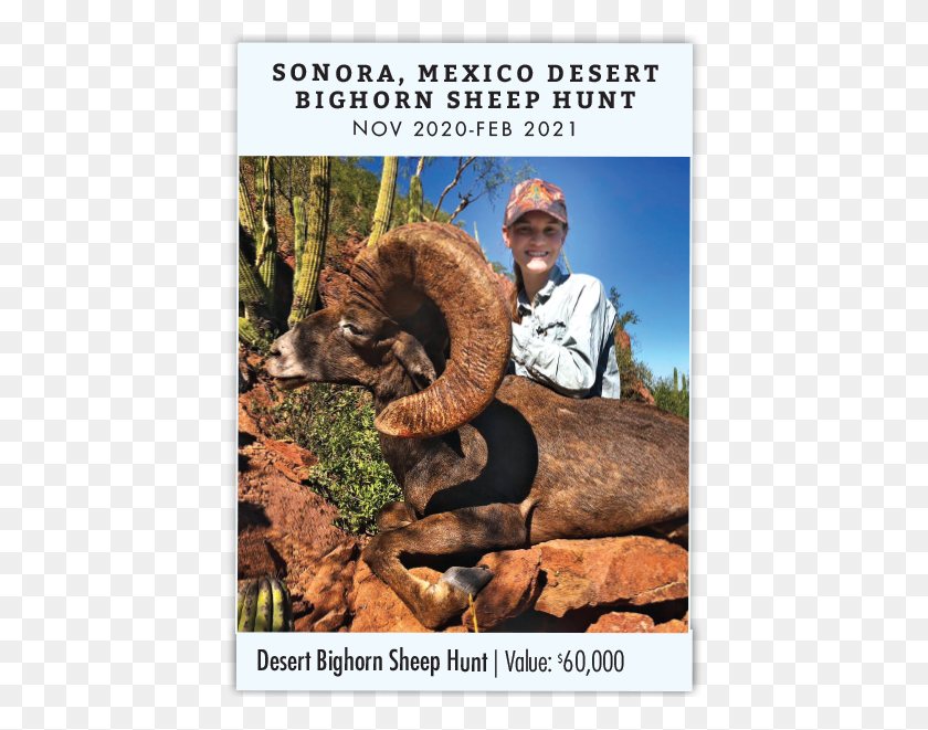 435x601 Sonora Mexico Desert Bighorn Sheep Hunt Poster, Person, Human, Lion HD PNG Download