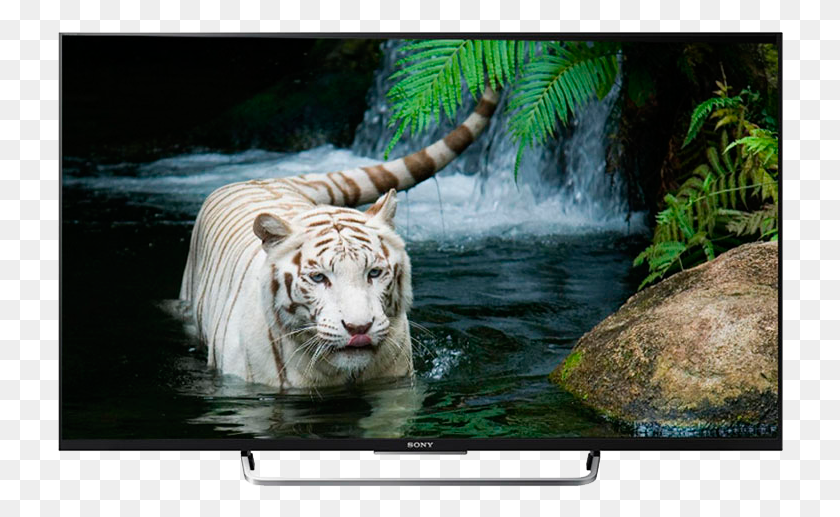 726x457 Sony Singapore Zoo, Monitor, Screen, Electronics HD PNG Download