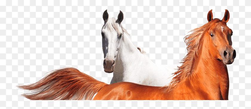 743x307 Щавель, Лошадь, Млекопитающее, Животное Hd Png Скачать