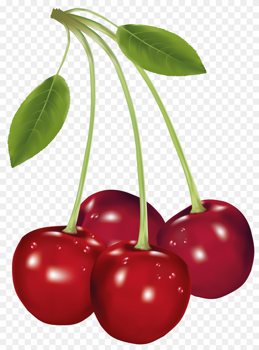 1916x2592 Sour Cherry Clip Art Best Web Food, Fruit, Plant, Produce Clipart PNG