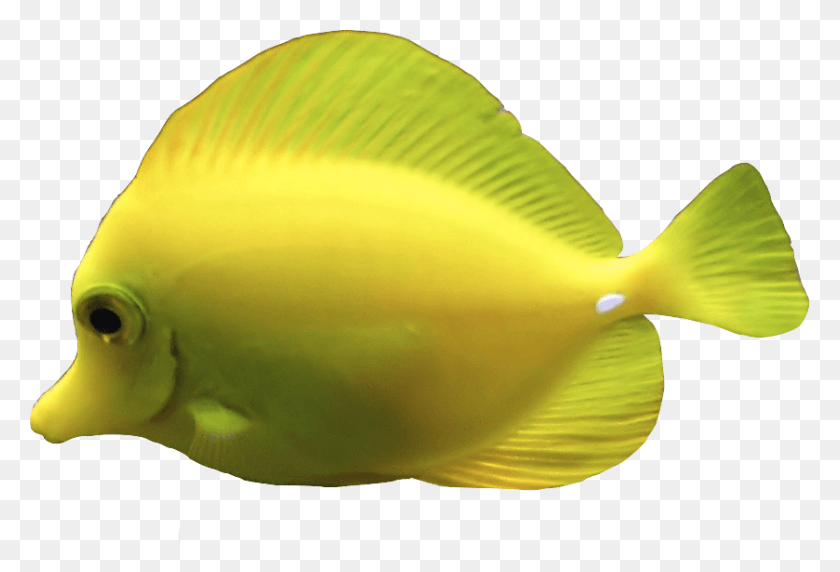 839x551 Source Transparent Animals Tumblr Com Yellow Fish, Surgeonfish, Sea Life, Animal HD PNG Download