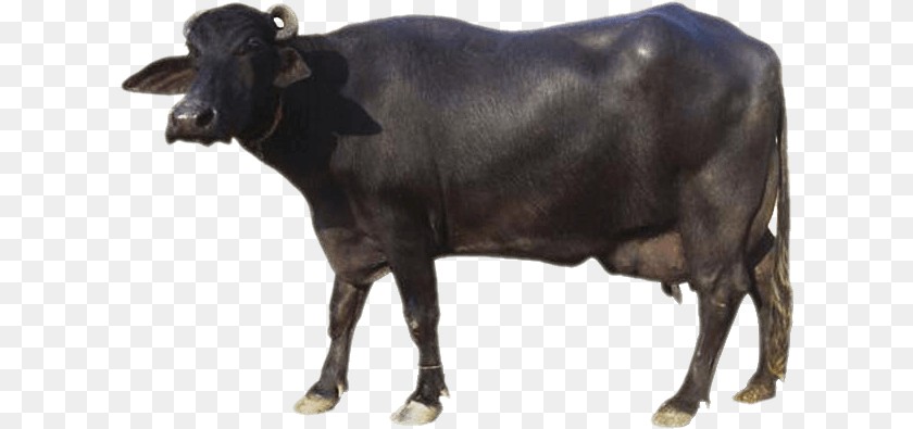 Sourced From Indian Buffalo Breeds Ox, Animal, Bull, Cattle, Mammal Clipart PNG