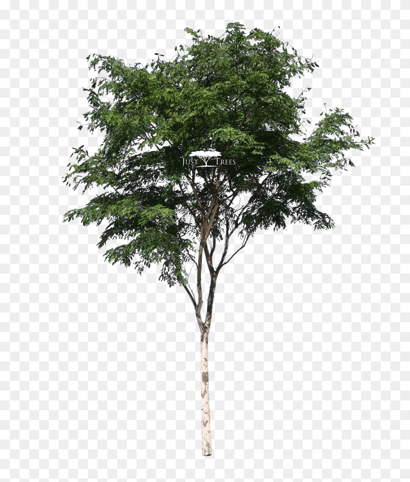2881x3426 South African Tree HD PNG Download