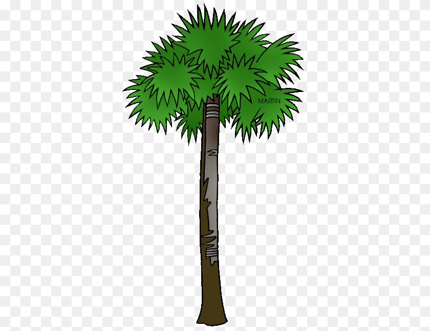 368x648 South Carolina Gamecock Garnet Palmetto Tree University Of South, Palm Tree, Plant, Leaf, Cross PNG