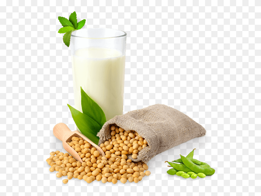 556x572 Soy Milk Soy, Plant, Vegetable, Food HD PNG Download