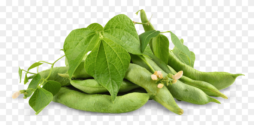1882x854 Soybean Soybean Tetragonia, Plant, Leaf, Food HD PNG Download