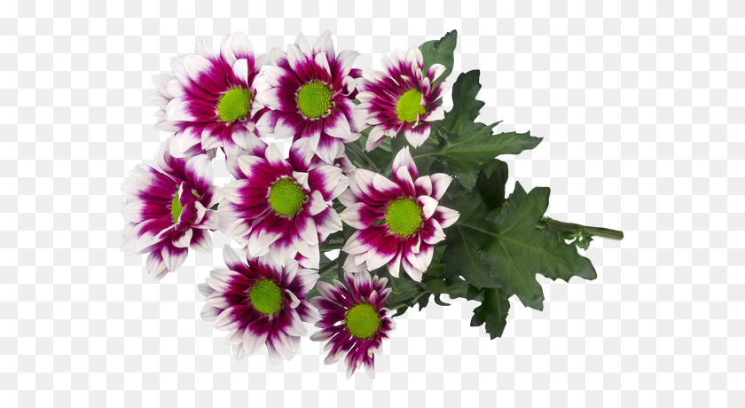 573x400 Sp Together 3d Vrijstaand2 African Daisy, Plant, Flower, Blossom HD PNG Download