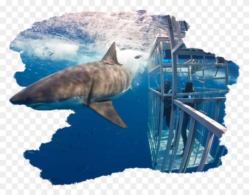 956x735 Space Shark Art, Sea Life, Fish, Animal HD PNG Download
