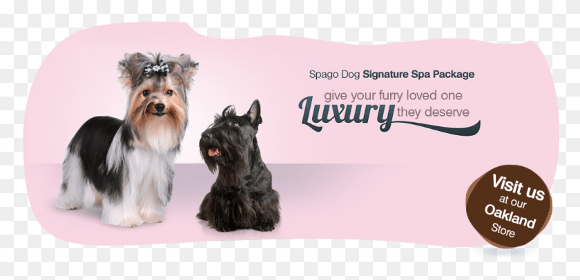 1000x444 Spagodog Signature Spa Package Australian Silky Terrier, Dog, Pet, Canine HD PNG Download